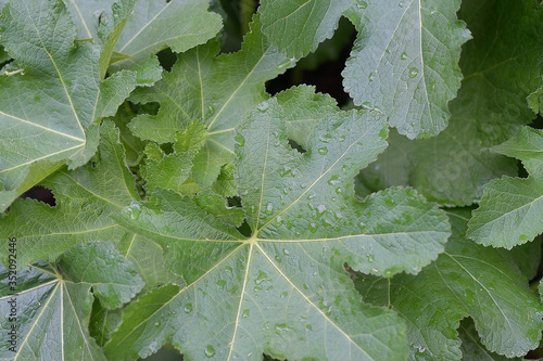 IN SPRING, GREEN LEAVES - GARDEN 