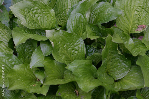 IN SPRING, GREEN LEAVES - NATURE 