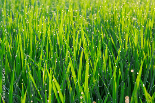 green grass rice field close up