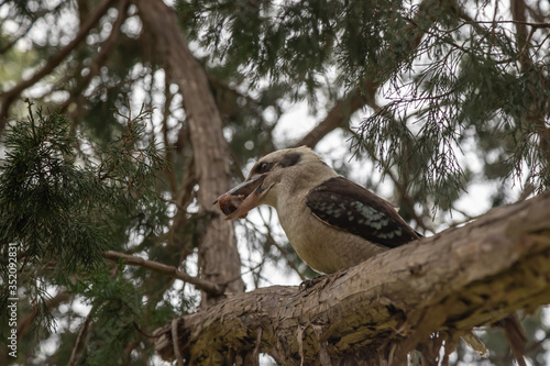 A laughing kookaburra has stolen some food and keeping it in its beak.