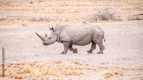 White Rhinoceros in the Khama Rhino Sanctuary  Botswana