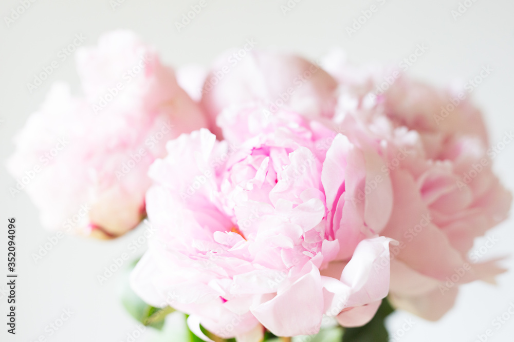 Close up Smooth pink petals peony flowers. Background.
