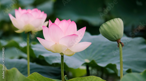 lotus bloom purity of heart