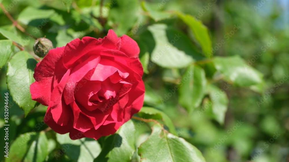 Rose bud in a city park.
Floral background for web design.
Rose bud in a city park.
Floral background for web design.