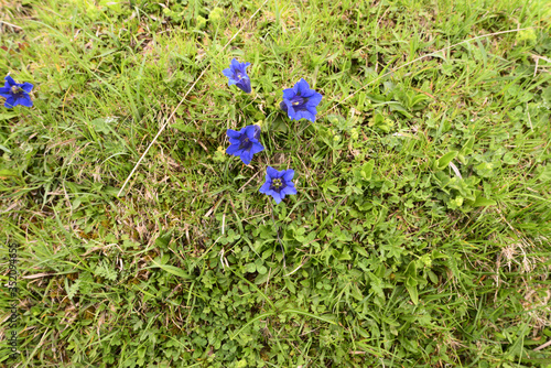 Bellissimo fiore blu, Gentiana acaulis, sulla dorsale del monte Torondon photo