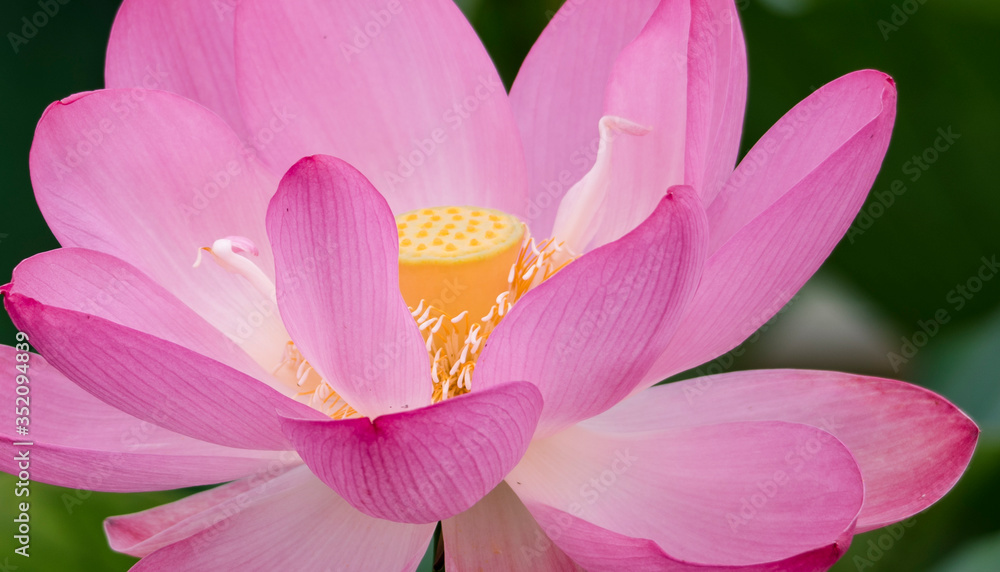 lotus bloom purity of heart lotus bloom purity of heart