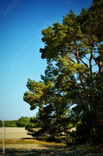 pine tree in the forest