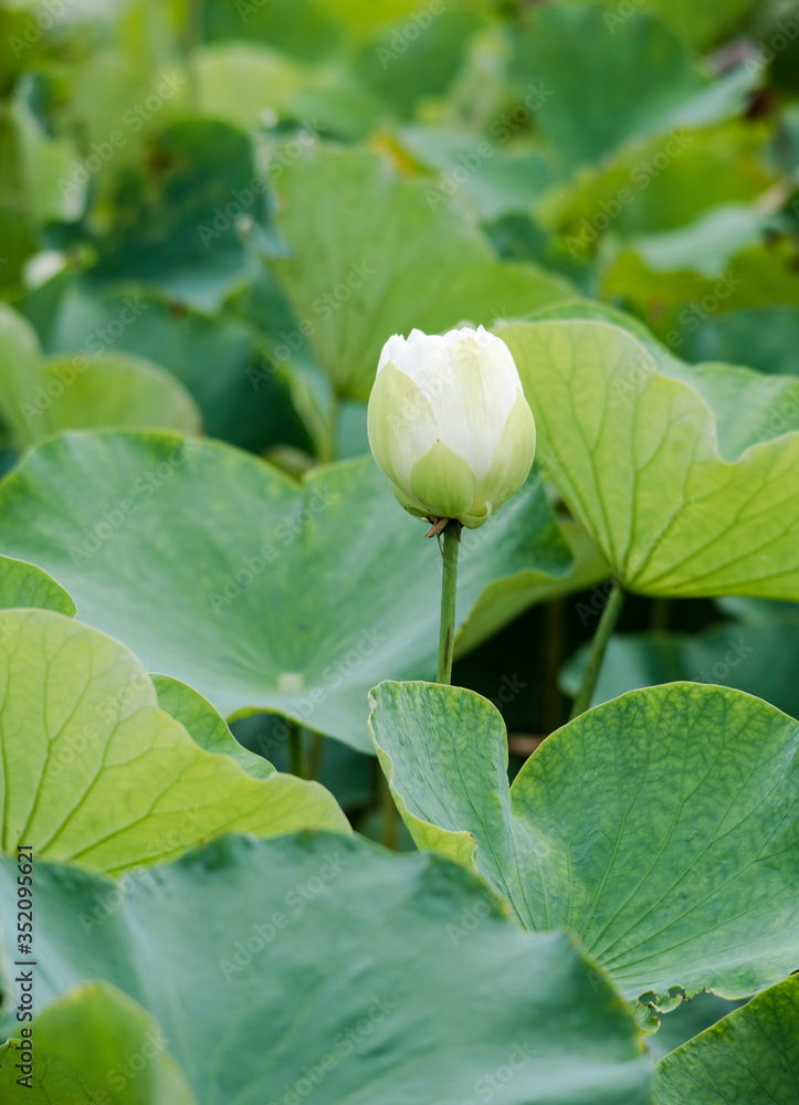 lotus bloom purity of heart lotus bloom purity of heart