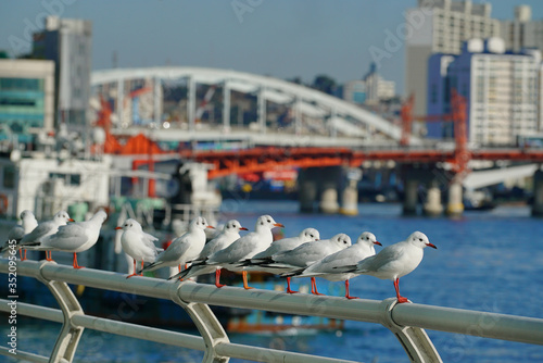 seagulls resting on the railing at harbour.Busan port in winter