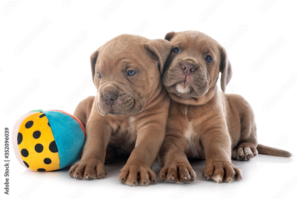 puppies cane corso