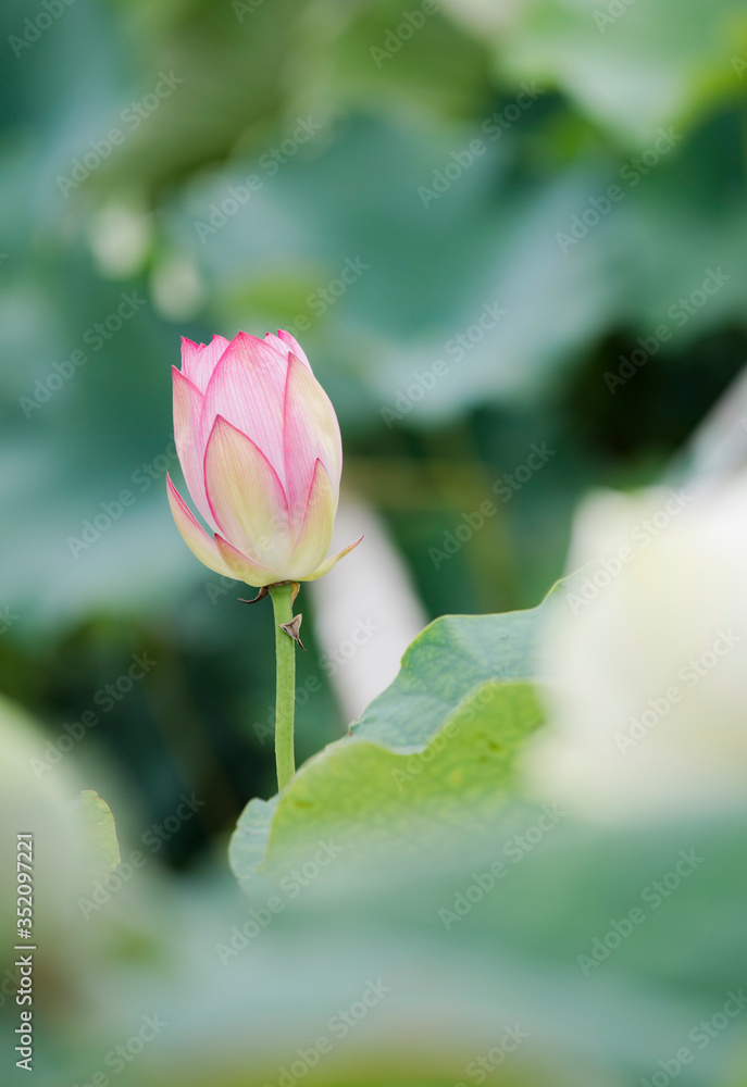 lotus bloom purity of heart