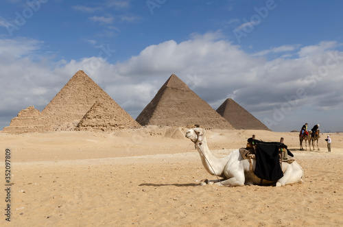 
Camel and Pyramid At Giza, Egypt