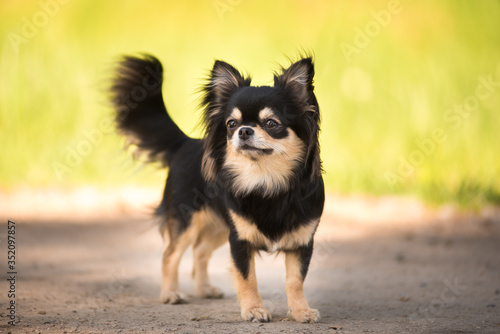 Summer. A Chihuahua dog in a Sunny clearing. Hot day.