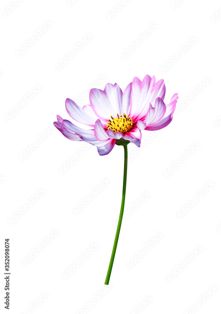 Fototapeta premium Cosmos flowers isolated on white background , clipping path macro