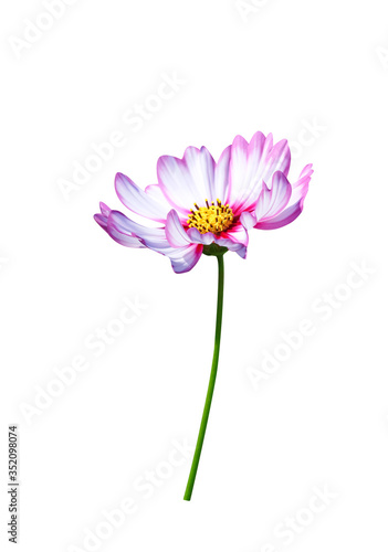 Cosmos flowers isolated on white background   clipping path macro