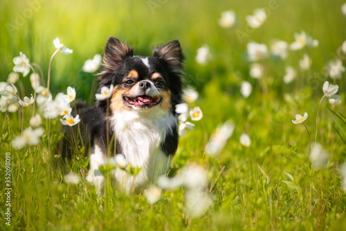 Summer. A Chihuahua dog in a Sunny clearing. Hot day.