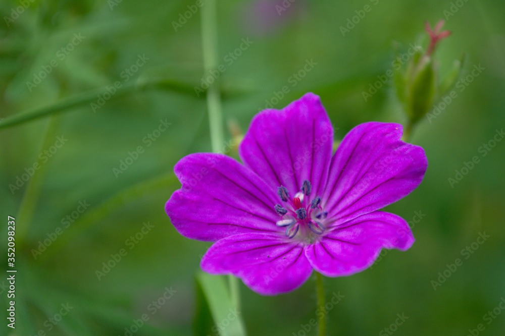 Bright purple flower on a background of lush green grass. Macro shot of a purple forest flower in spring. Bright purple flower on a background of lush green grass. Macro shot of a purple forest flower in spring.