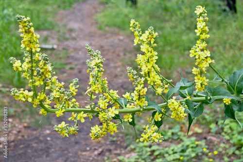 Forest grass with bright yellow flowers crawled out onto a forest path. The inflorescence of a yellow flower in the spring forest blocked the path.