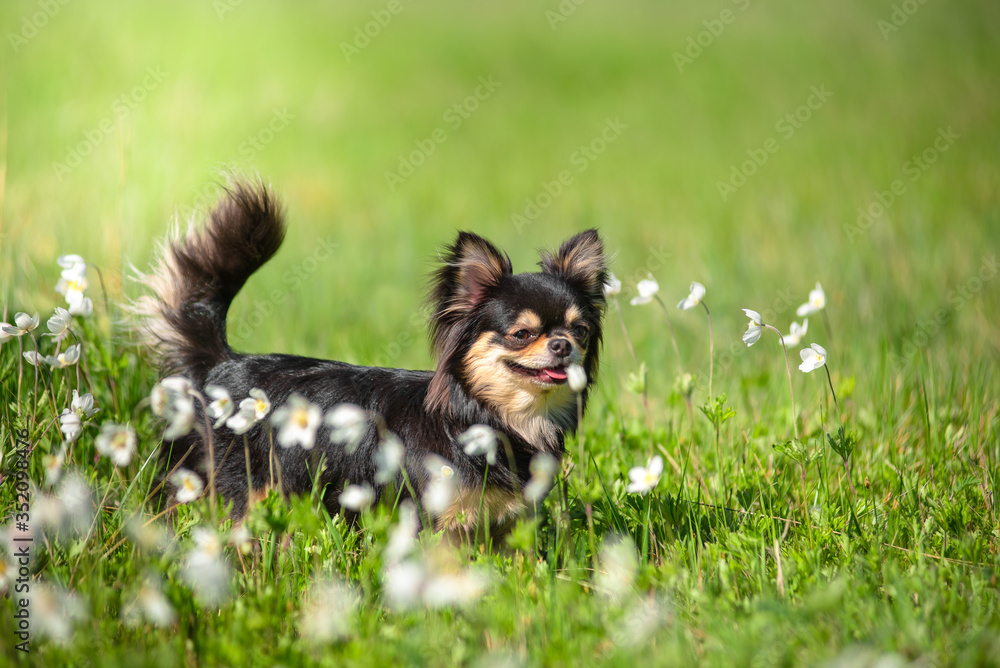 Summer. A Chihuahua dog in a Sunny clearing. Hot day. Summer. A Chihuahua dog in a Sunny clearing. Hot day.