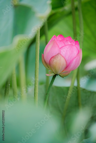 lotus bloom purity of heart