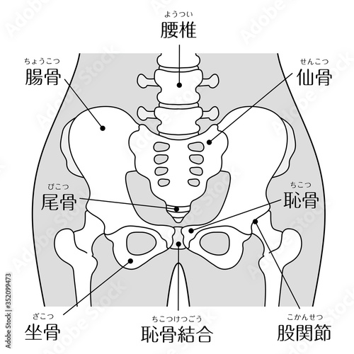 Human pelvis anatomy illustration