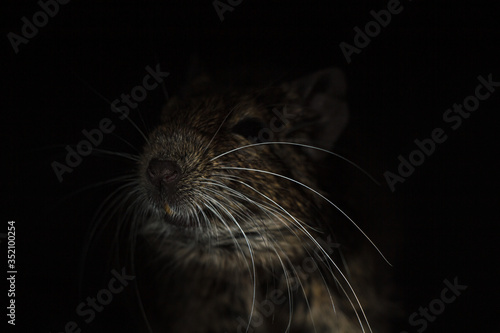 Rodent Degu (Chilean squirrel) stands in the dark, he is illuminated by a bright light. Topics of animals and rodents pests © Valerii
