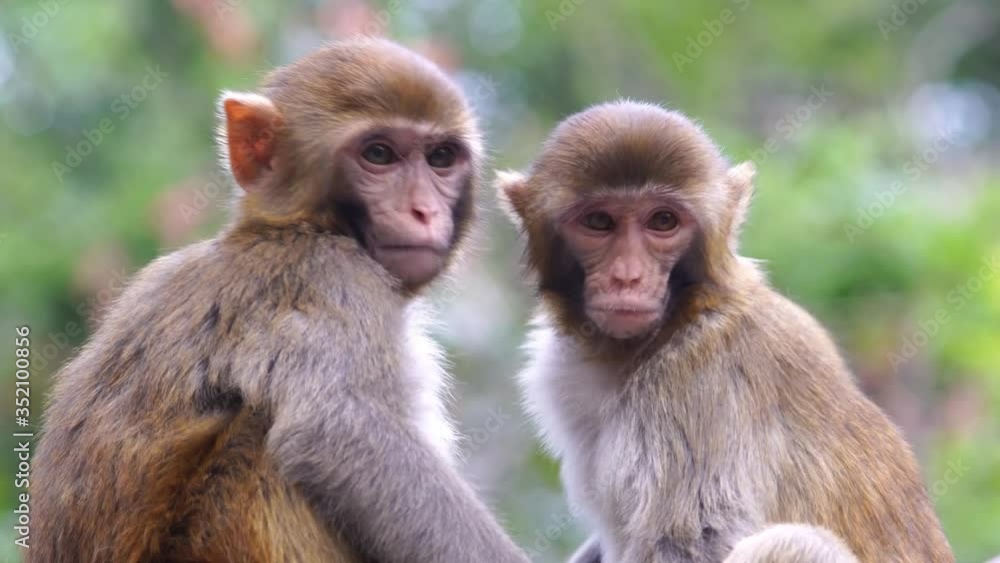 Close shot of two cute monkeys in the park Close shot of two cute monkeys in the park