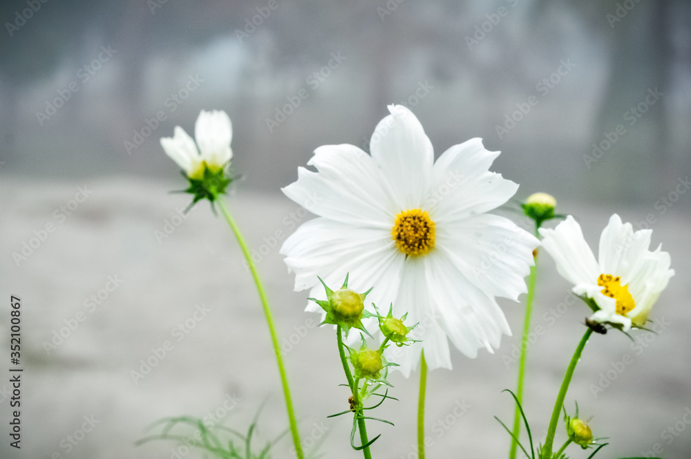 white daisies in a field beautiful background white daisies in a field beautiful background