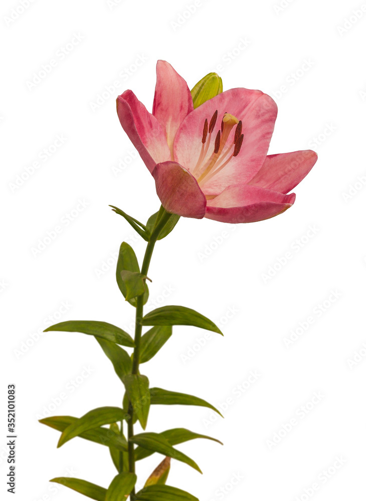 Lilium on a white background isolated Lilium on a white background isolated