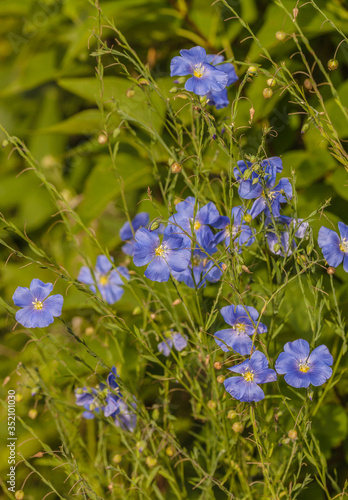 Blossom blue decorative linen (Linum perenne) photo