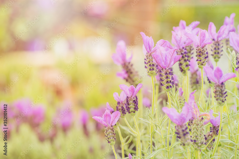 Obraz premium Summertime. Blooming lavender in a field