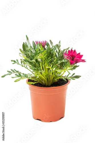 Fototapeta Naklejka Na Ścianę i Meble -  Pink Gazania plant in flowerpot