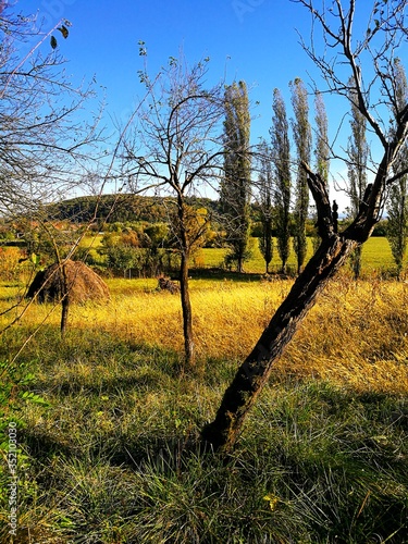 Rural landscape with fruit trees, haycock and some poplar trees in the distance, in a sunny early autumn day photo