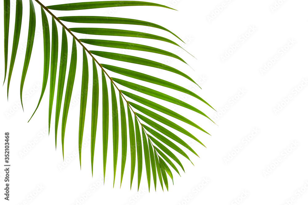 Obraz premium leaves of coconut isolated on white background with clipping path for design elements, tropical leaf, summer background