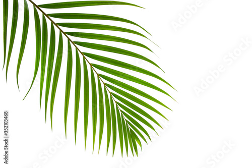 leaves of coconut isolated on white background with clipping path for design elements  tropical leaf  summer background