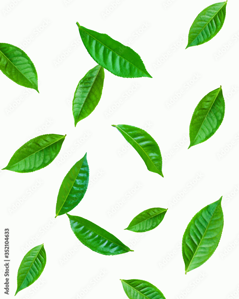 fresh green tea plant leaf on white background for design elements, Flat lay fresh green tea plant leaf on white background for design elements, Flat lay