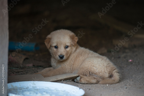 Brown Puppy on the ground