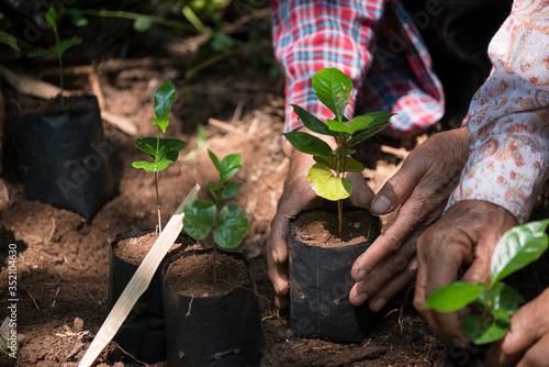 Coffee seedlings in nature taking root in fertile soil. put in a planting bag By the hands of farmers