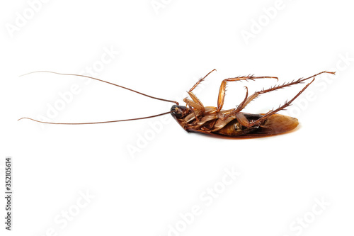 Cockroaches,Dead cockroaches isolated on white background © DECHA
