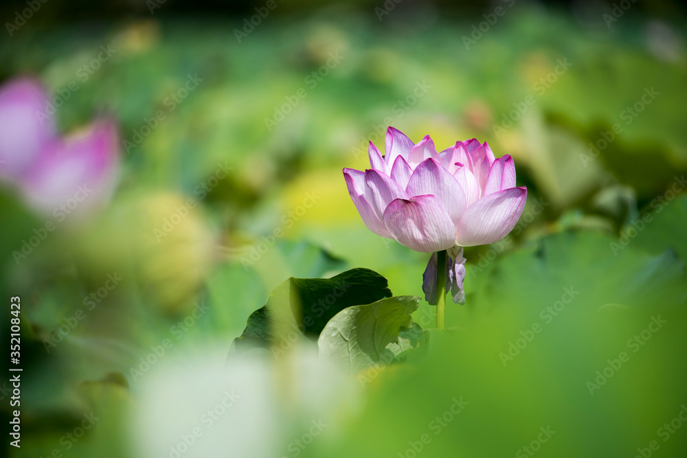 lotus bloom purity of heart