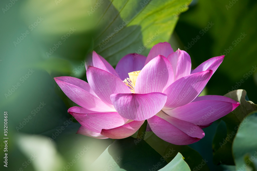 lotus bloom purity of heart lotus bloom purity of heart