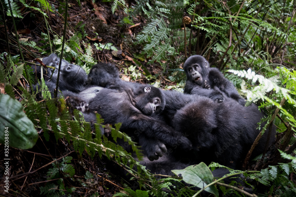 The mountain gorilla (Gorilla beringei beringei) is a subspecies of eastern gorilla. This is the second largest primate in the world The mountain gorilla (Gorilla beringei beringei) is a subspecies of eastern gorilla. This is the second largest primate in the world