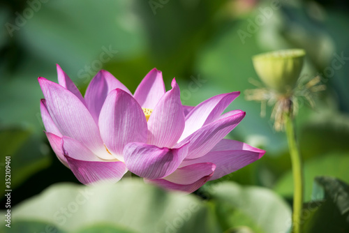 lotus bloom  purity of heart