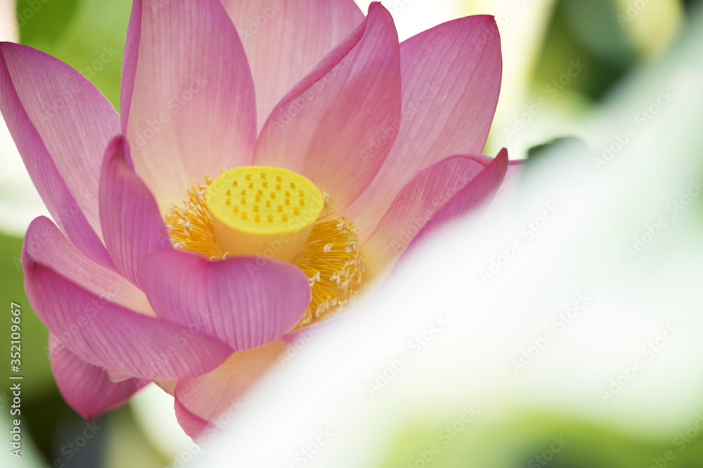 lotus bloom purity of heart lotus bloom purity of heart