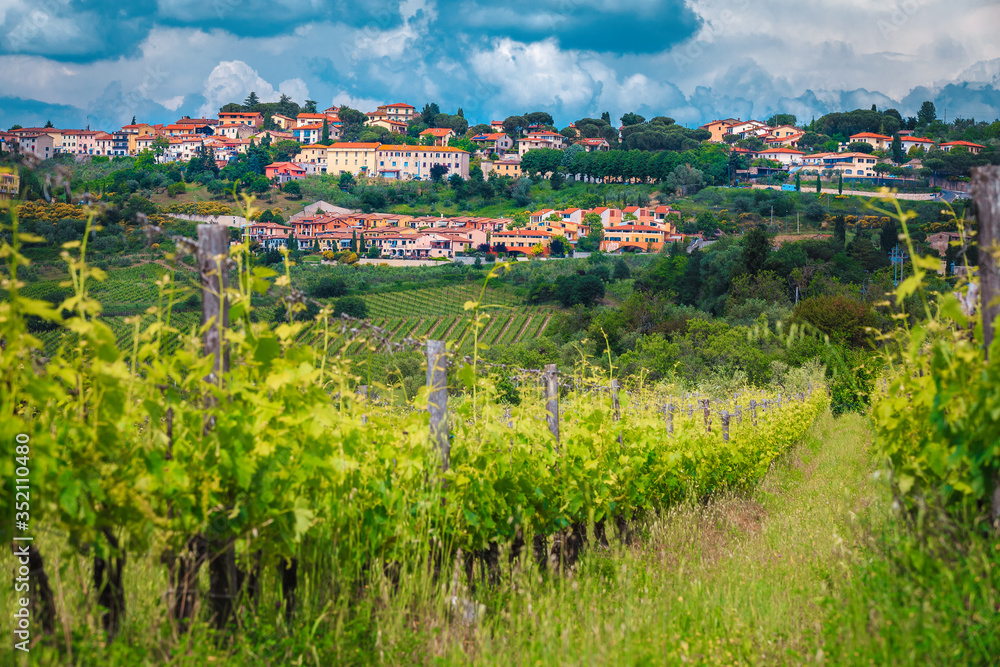 Obraz premium Green vineyard with picturesque cityscape, Chianti region, Tuscany, Italy, Europe