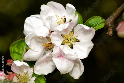 Blossoming apple-plum on the abstract background. Branches of blossoming apple-plum in spring