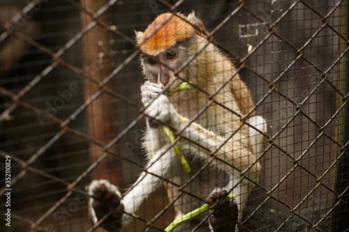 Wildlife animal. Monkey or macaque in a cage eating a green bean pod