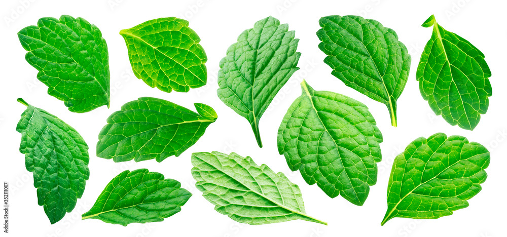 Falling melissa leaves, lemon balm isolated on white background Falling melissa leaves, lemon balm isolated on white background