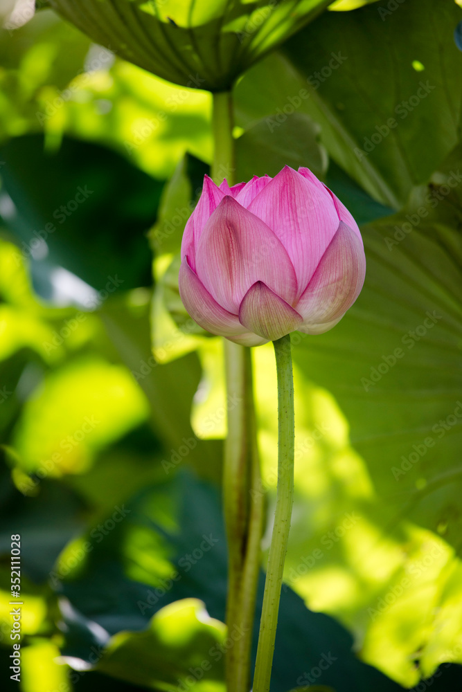 lotus bloom  purity of heart