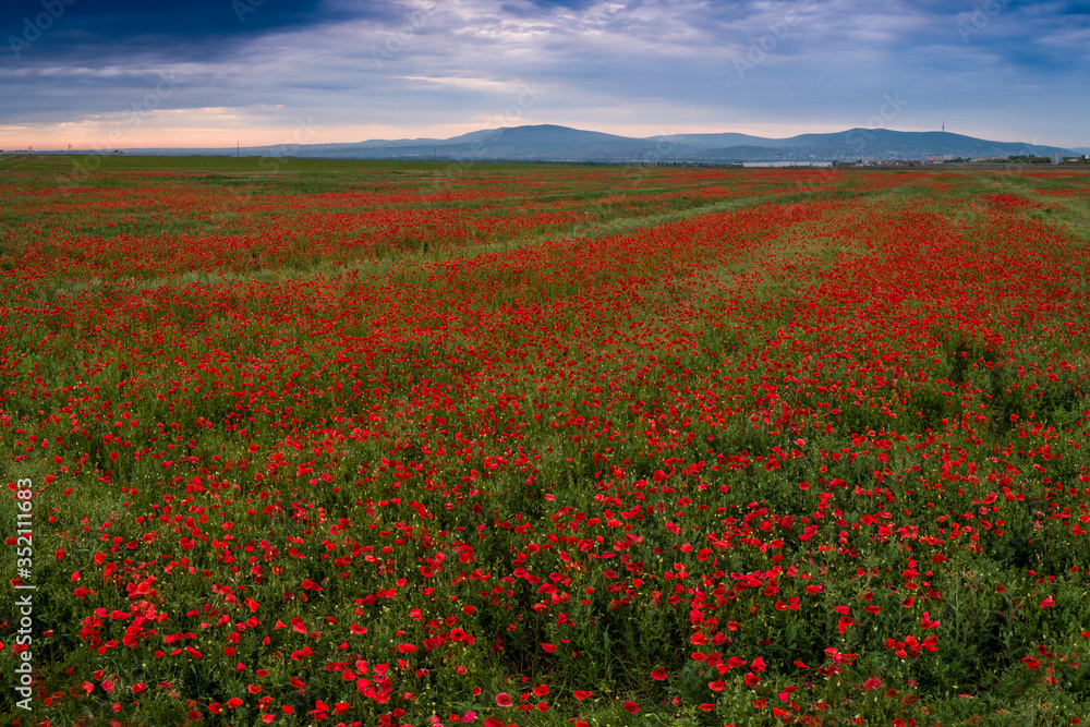 beautiful red poppy field with cloudy sky